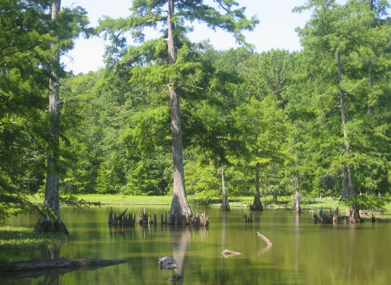 Leroy Percy State Park, Mississippi, USA